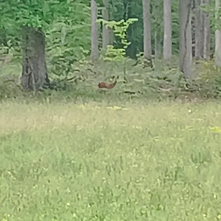 Maison Forestiere En Foret De Troncais *